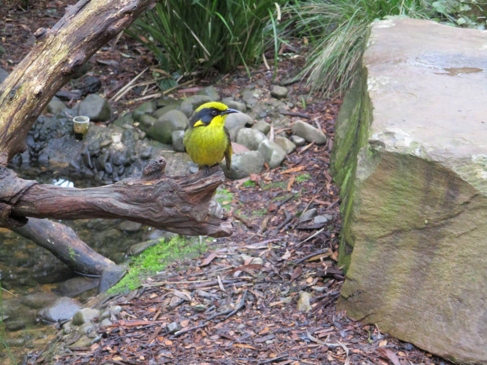 Helmeted Honeyeater in Healesville Sanctuary