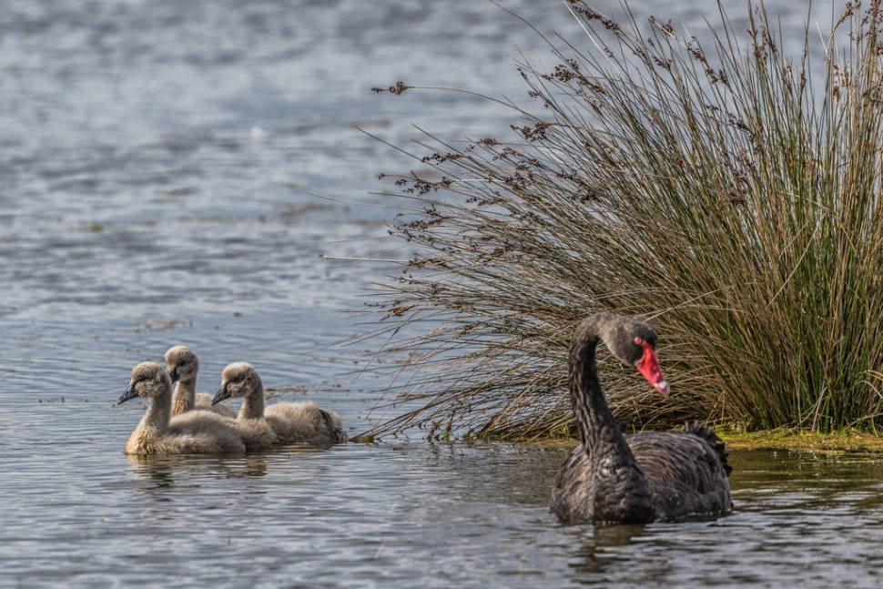 Adult Black Swan with cygnets on a lagoon in the Churchill Island Wetlands