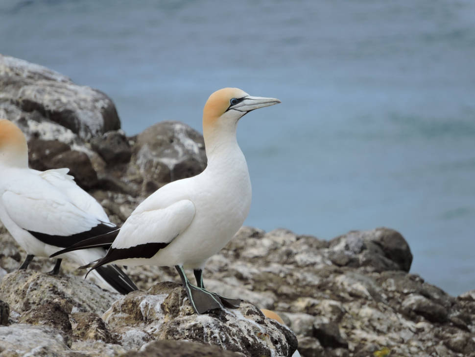 Australasian Gannets