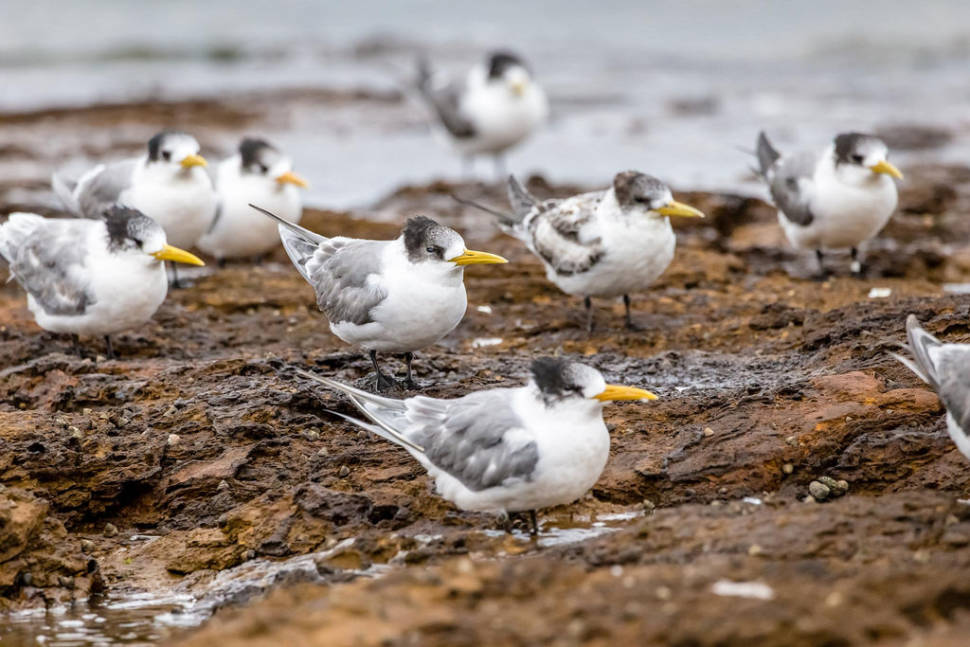 Terns