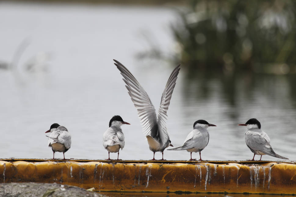 Birdwatching in Victoria - Best Time