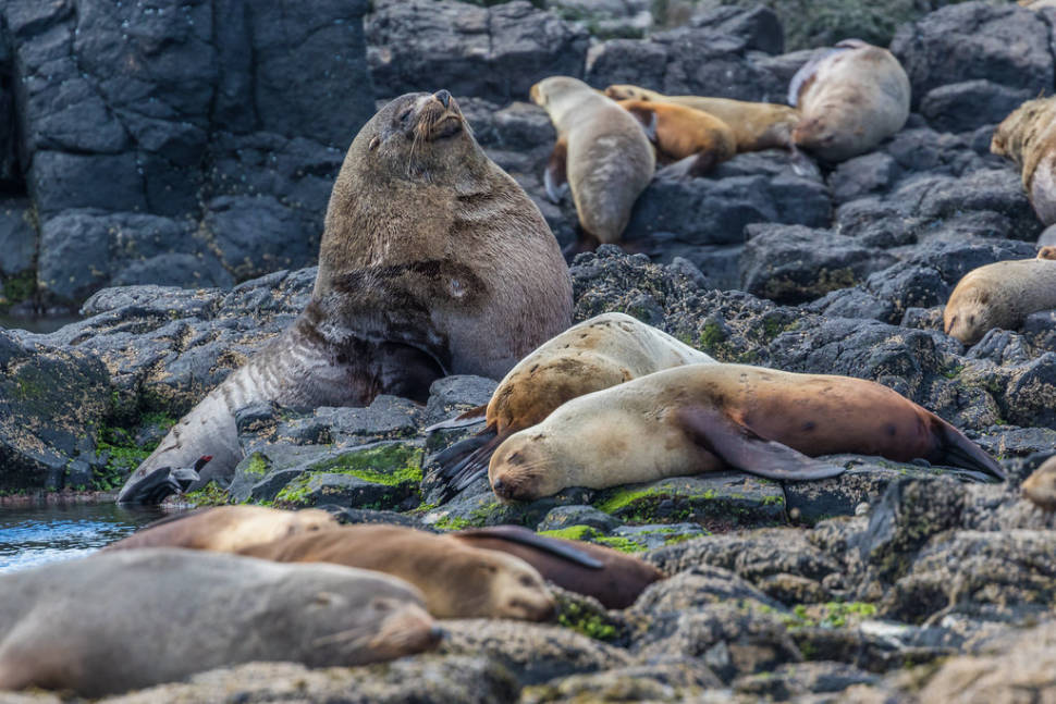 Fur Seal Breeding Season in Victoria - Best Time