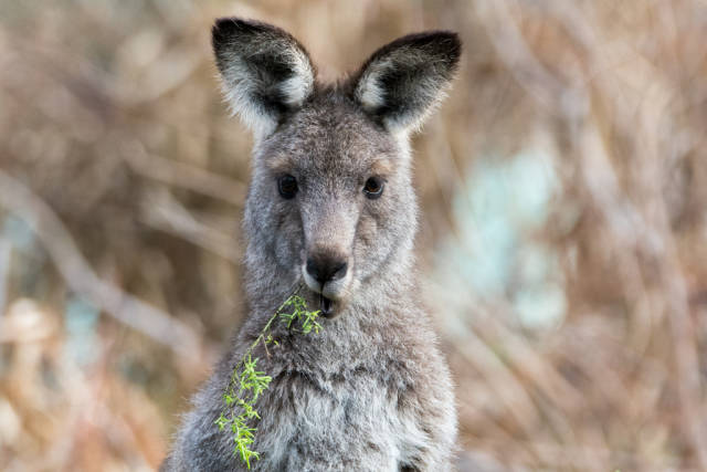 Eastern grey kangaroo