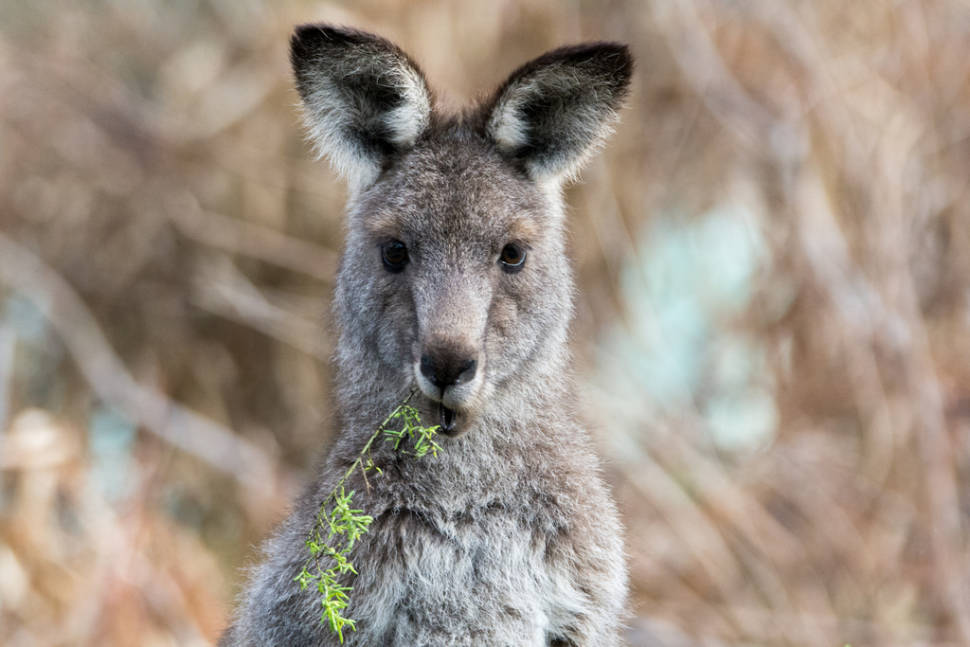 Eastern grey kangaroo