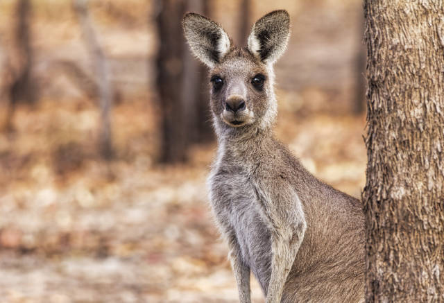 Kangaroo Watching in Victoria - Best Time
