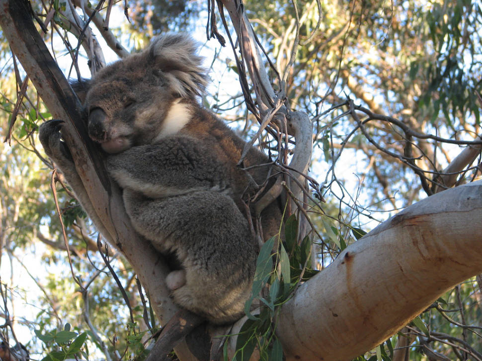 Best time to see Koalas in Victoria