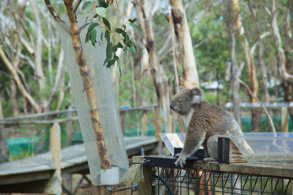 Koalas in Victoria - Best Season