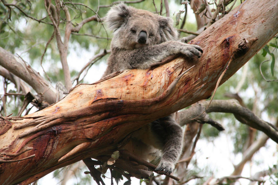 Best time for Koalas in Victoria