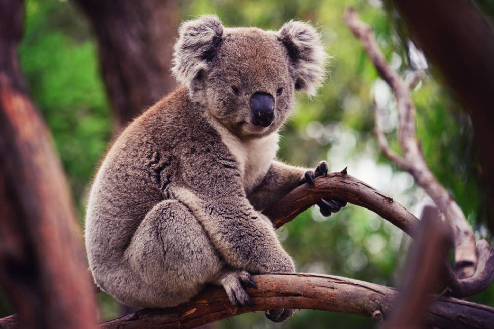 Koalas in Victoria - Best Time