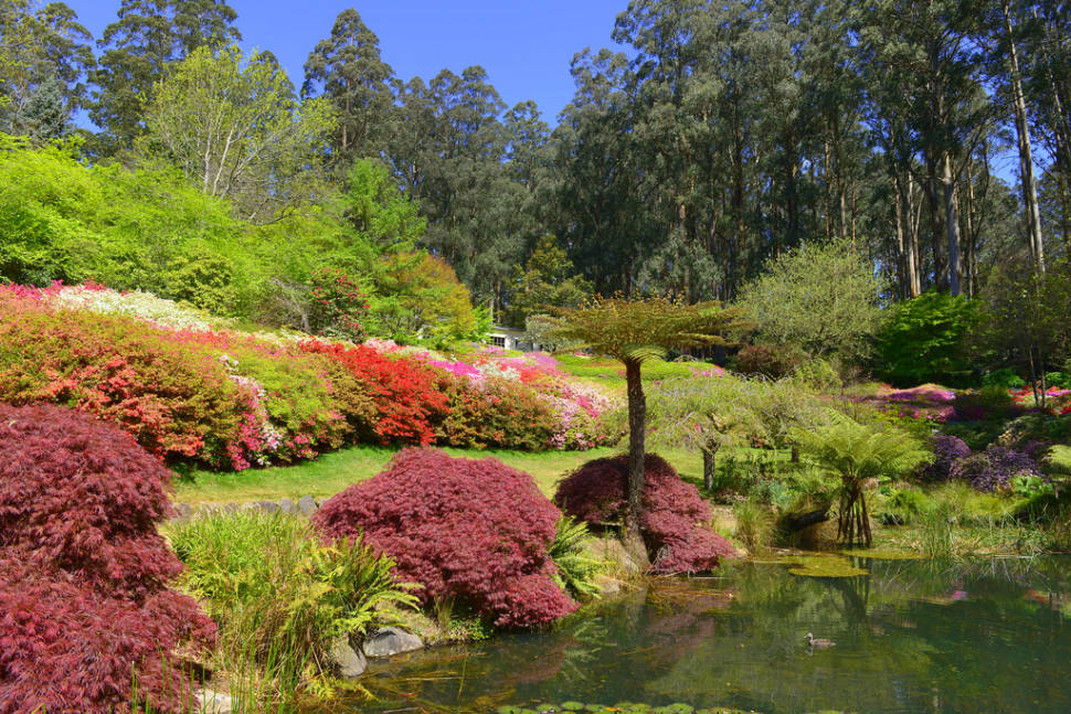 Best time to see Rhododendron Blooming in Dandenong Ranges Botanic Garden in Victoria