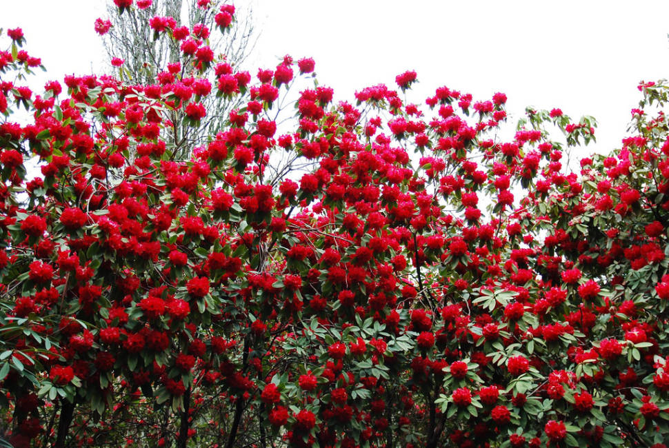Rhododendron Blooming in Dandenong Ranges Botanic Garden in Victoria - Best Season