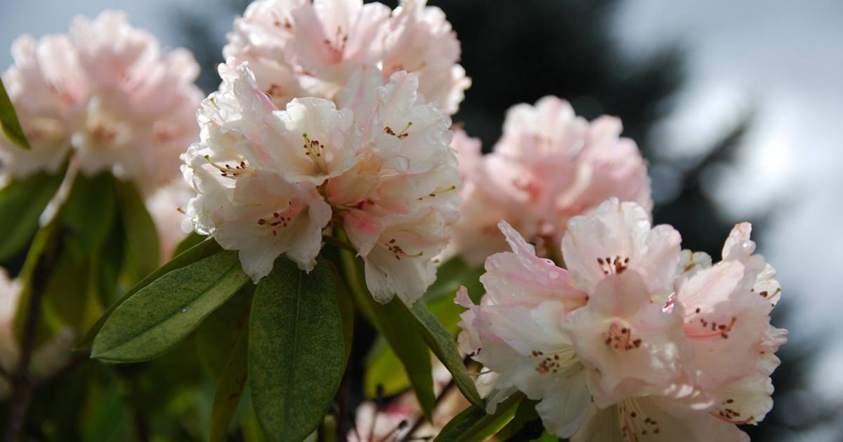 Rhododendron Blooming in Dandenong Ranges Botanic Garden in Victoria - Best Time