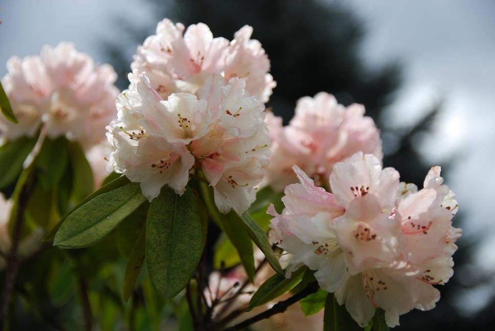 Rhododendron Blooming in Dandenong Ranges Botanic Garden in Victoria - Best Time