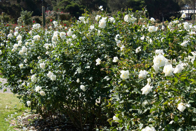 Best time to see Rose Blooming in Victoria State Rose Garden in Victoria