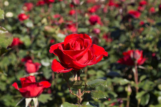 Best time for Rose Blooming in Victoria State Rose Garden in Victoria