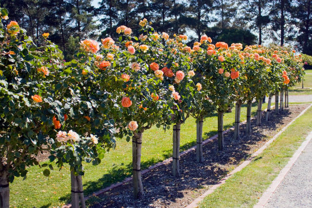 Rose Blooming in Victoria State Rose Garden in Victoria - Best Time