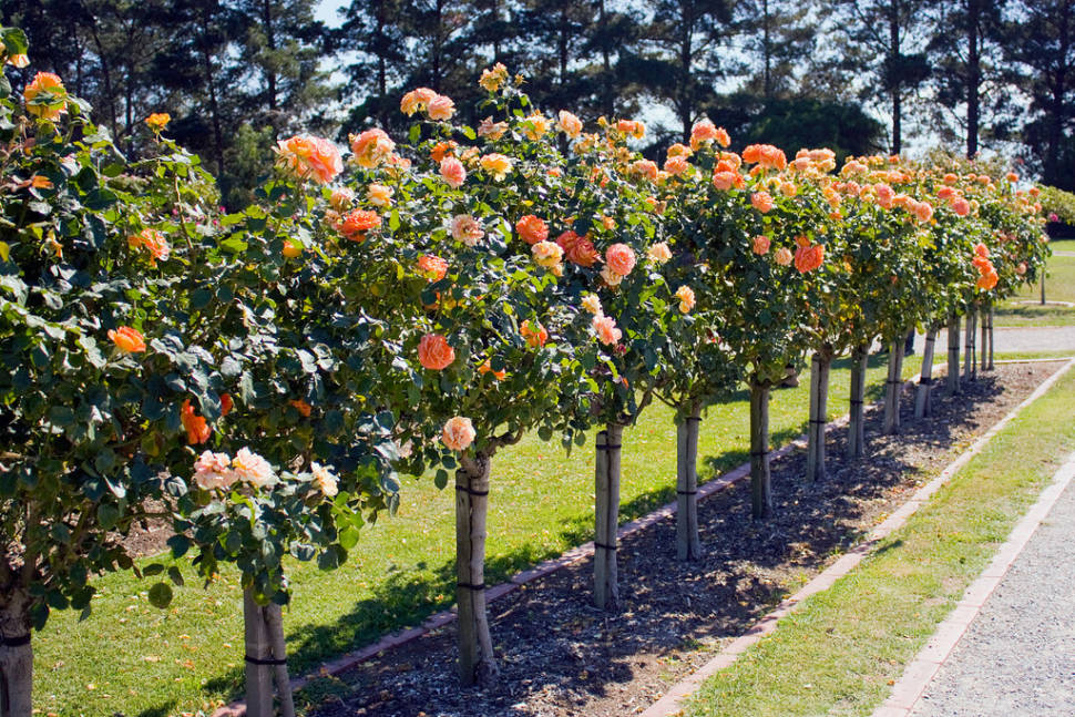 Rose Blooming in Victoria State Rose Garden in Victoria - Best Time