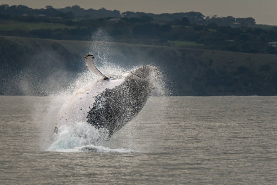Whale Watching in Victoria in Victoria - Best Season