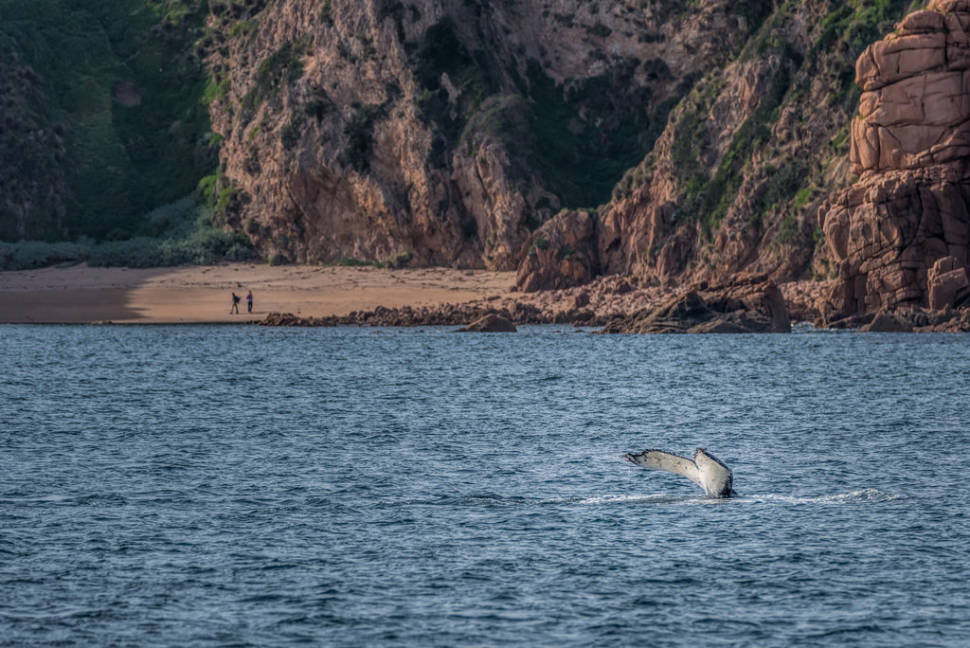 Best time for Whale Watching in Victoria in Victoria