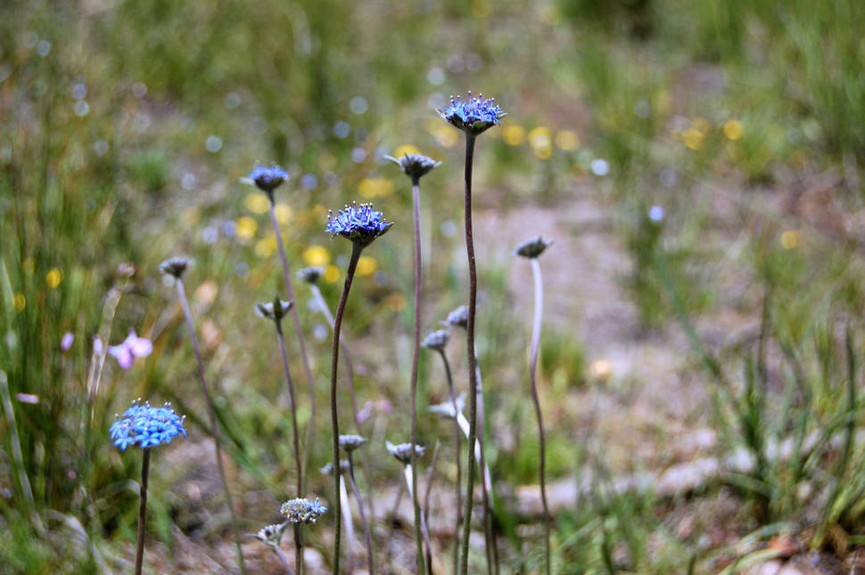 Blue Pincushions in the Brisbane Ranges on a hot day in early November
