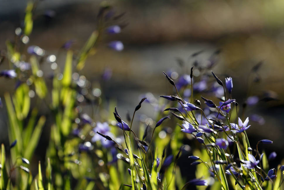 Nodding blue lily (Stypandra glauca) at Mount Arapiles, Victoria