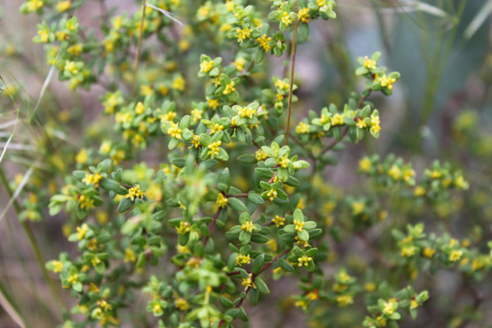 A rare form of pimelea in Long Forest Flora Reserve