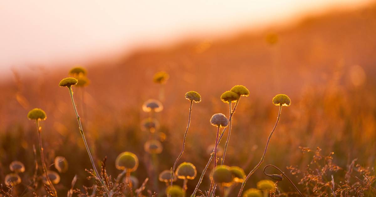 Wildflowers in Victoria - Best Time