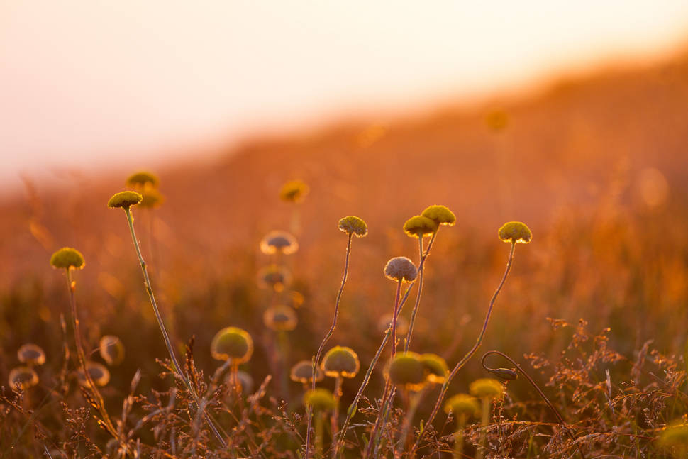 Wildflowers in Victoria - Best Time