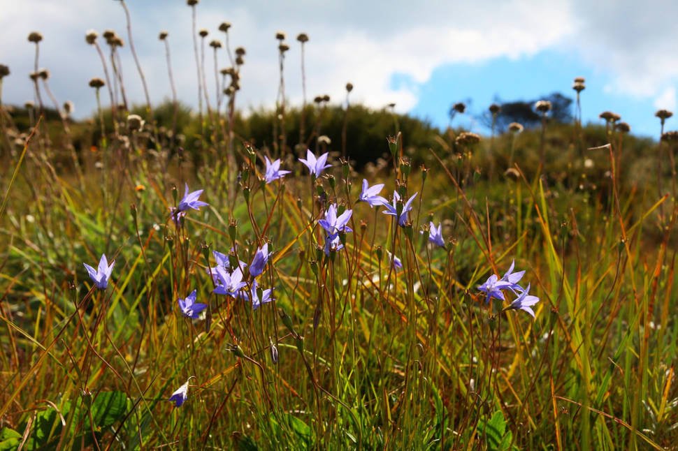 Bluebells, Falls Creek