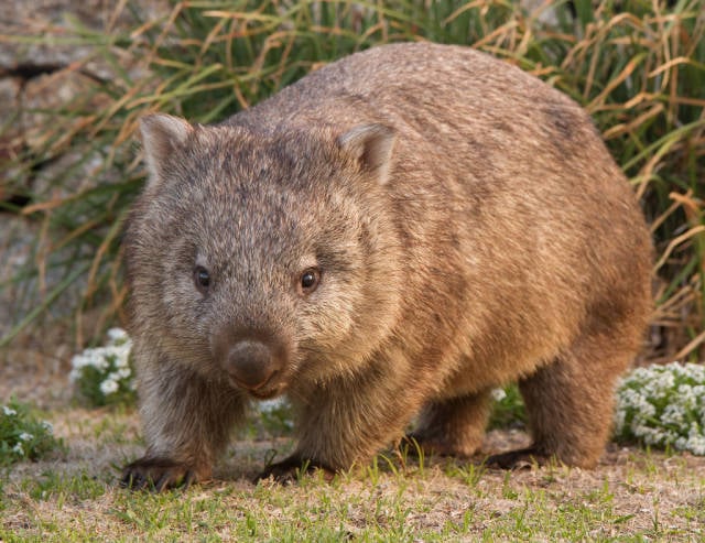 Wombat Watching in Victoria - Best Time