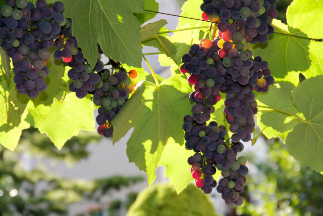Grape Harvest in Vienna - Best Season