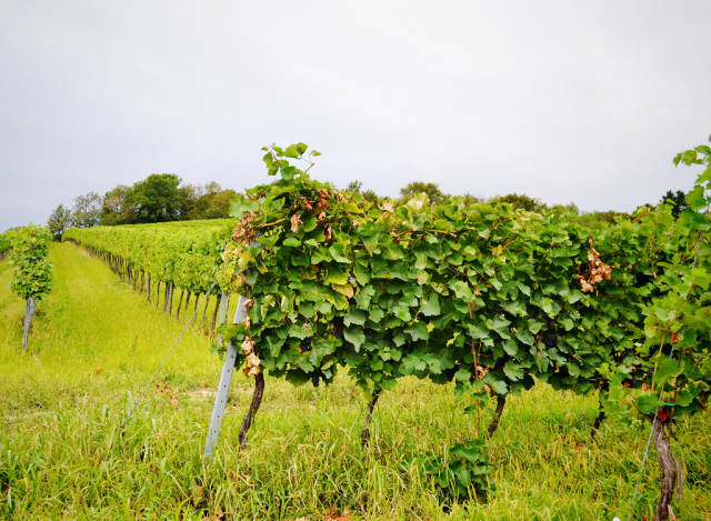 Best time for Grape Harvest in Vienna