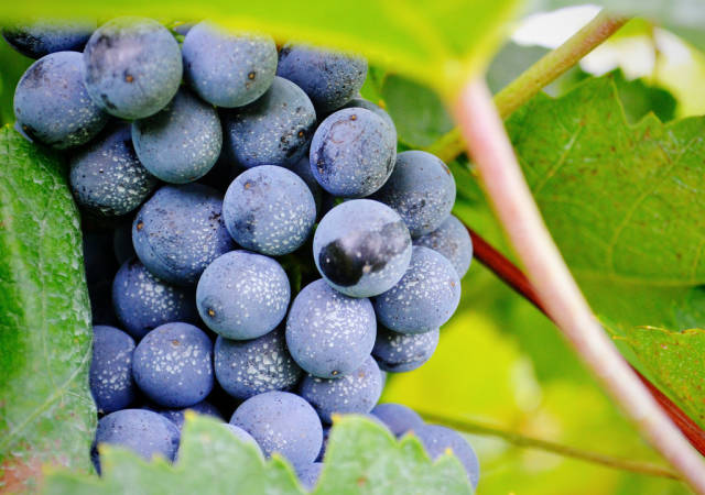 Grape Harvest in Vienna - Best Time