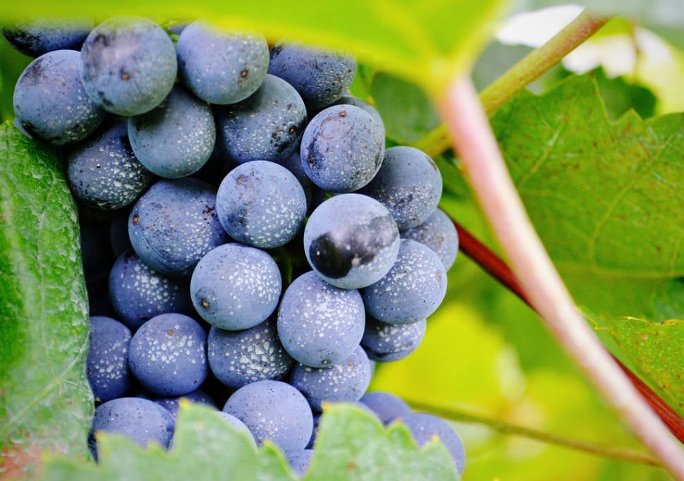 Grape Harvest in Vienna - Best Time