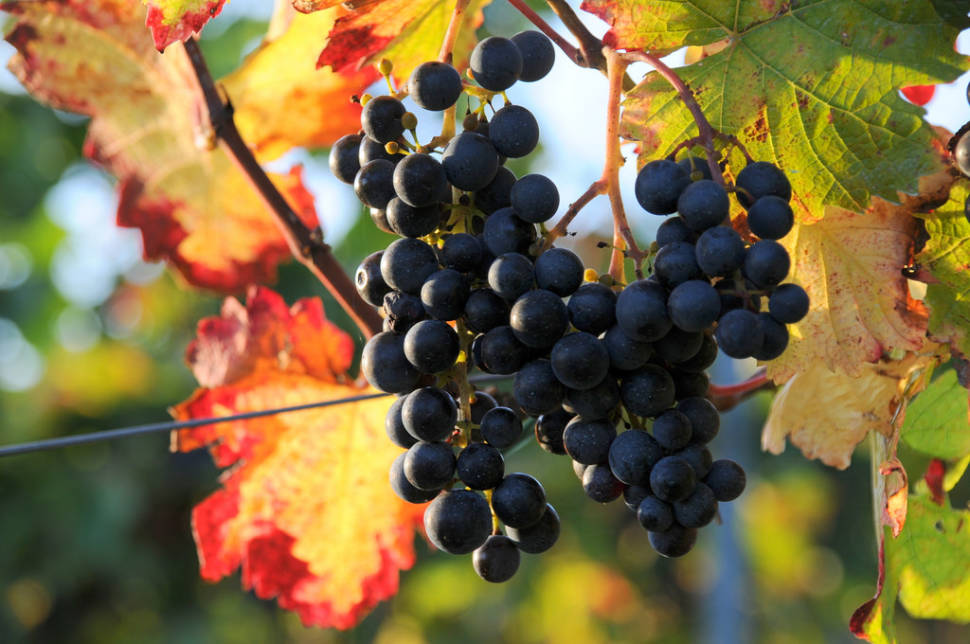 Wine Hiking Day (Weinwandertag) in Vienna - Best Season