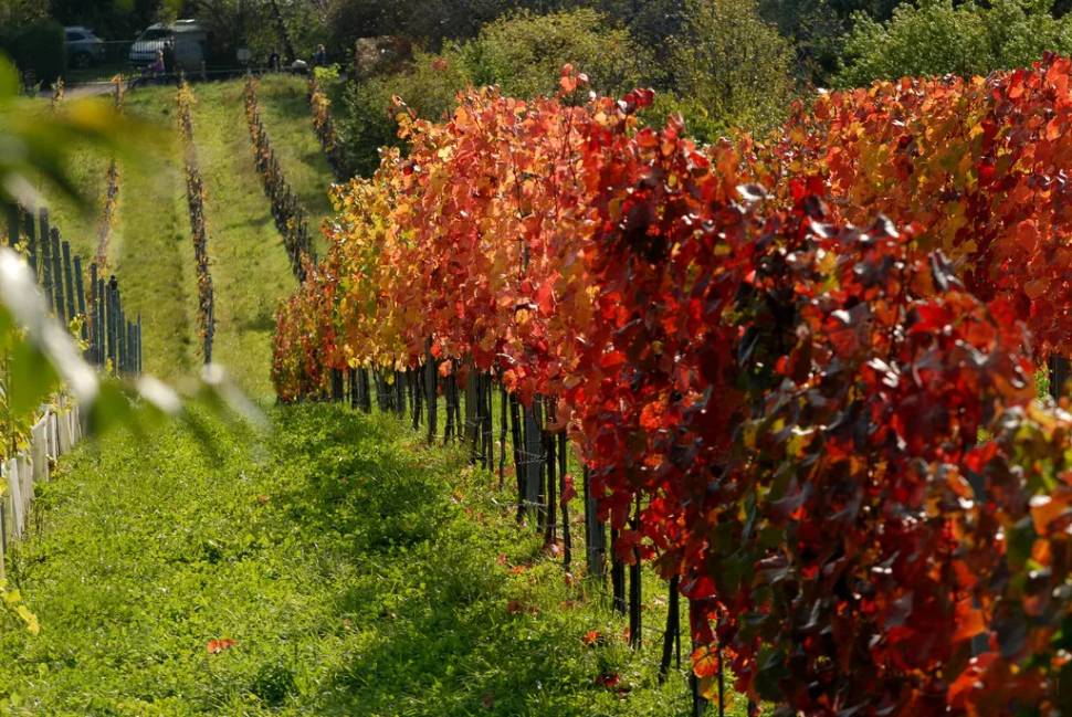 Wine Hiking Day (Weinwandertag) in Vienna - Best Time
