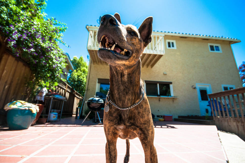 Phu Quoc Ridgeback