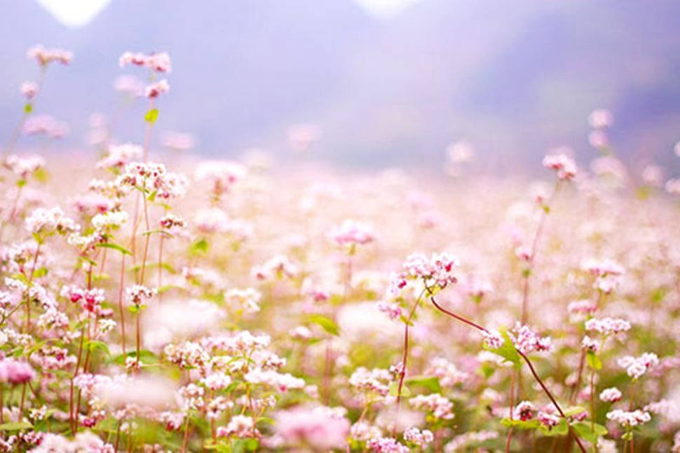 Buckwheat Bloom Season in Vietnam - Best Season