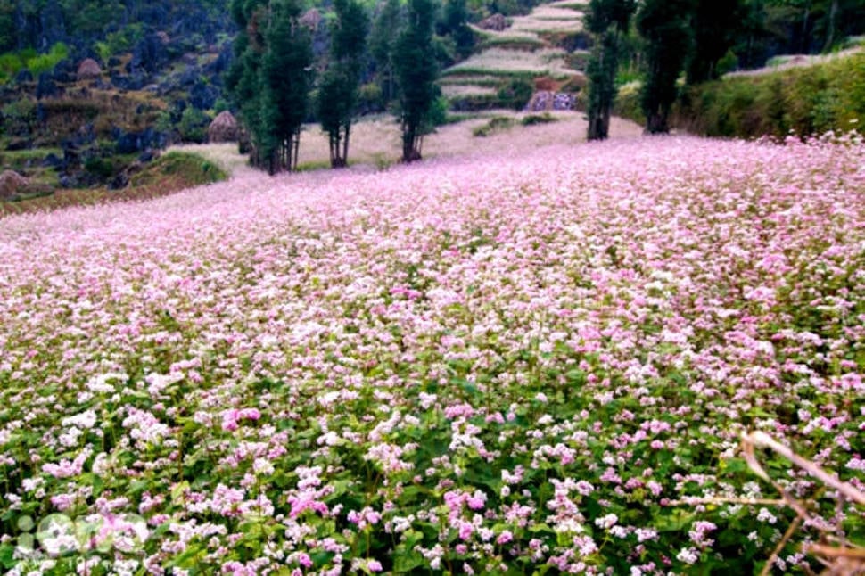 Buckwheat Bloom Season in Vietnam - Best Time