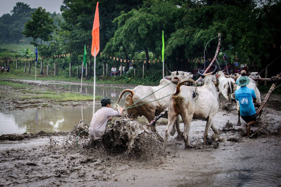 Best time for Cow Racing Festival in Vietnam