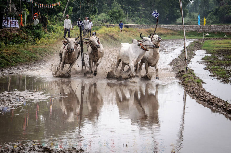 Cow Racing Festival in Vietnam - Best Season