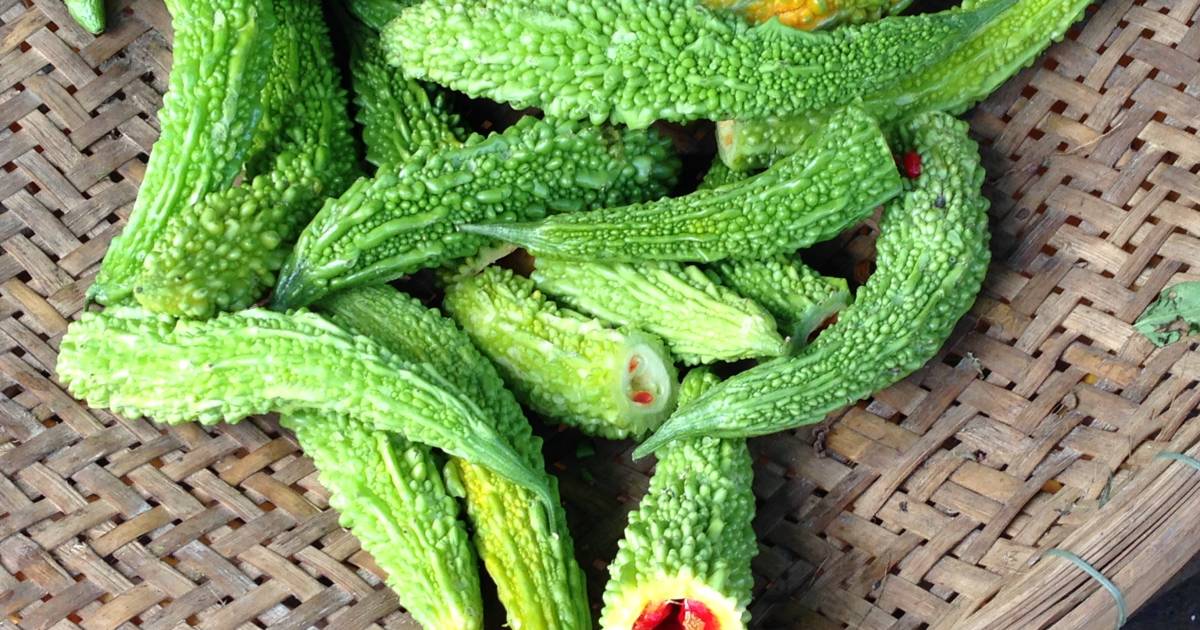 Forest Bitter Melon Season in Vietnam - Best Time