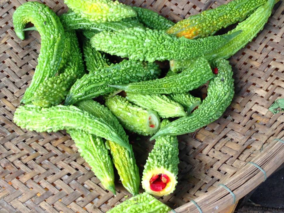 Forest Bitter Melon Season in Vietnam - Best Time