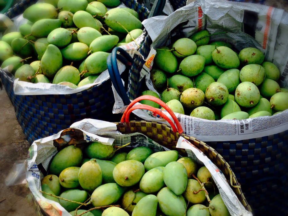 Mango Season in Vietnam - Best Season