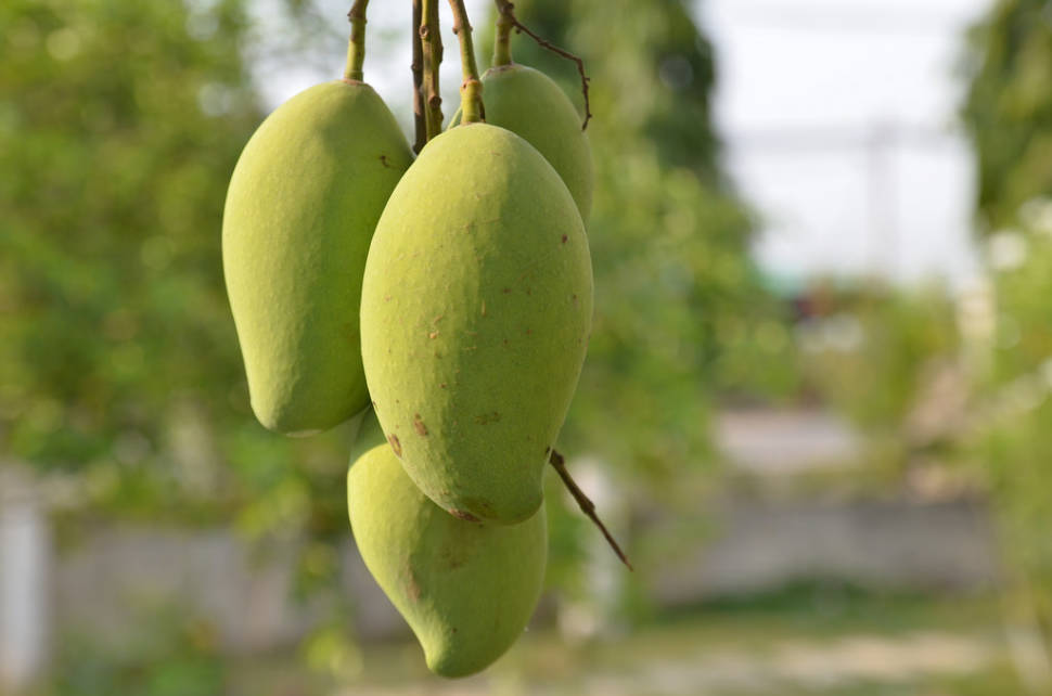 Mango Season in Vietnam - Best Time