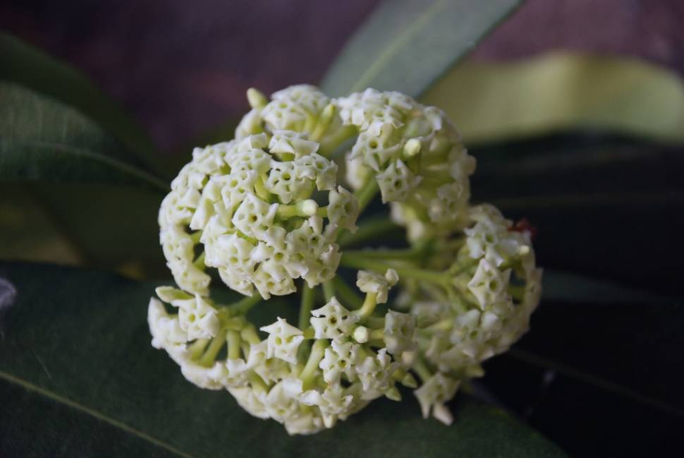 Milk Flowers Blooming Season in Vietnam - Best Time