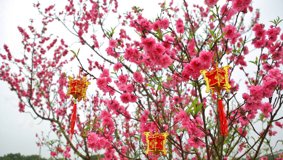 Peach Blossom Season in Vietnam - Best Season
