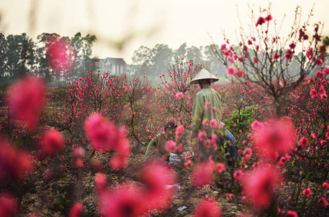 Peach Blossom Season in Vietnam - Best Time