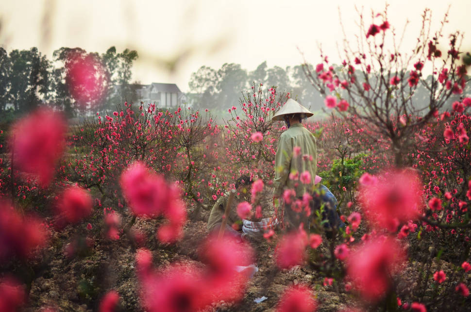 Peach Blossom Season in Vietnam - Best Time