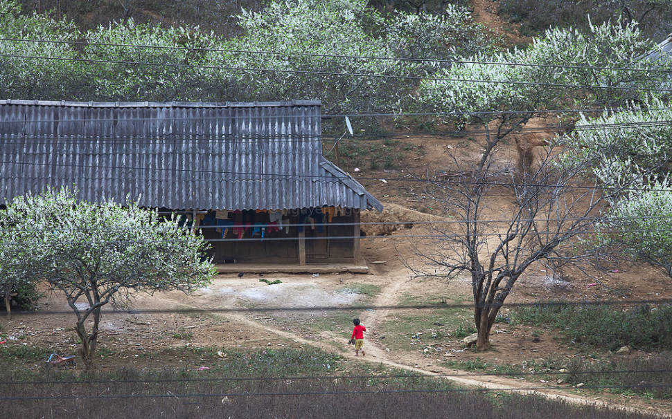 Plum Blossom Season in Vietnam - Best Season